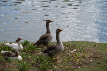 Patos Na beira do rio