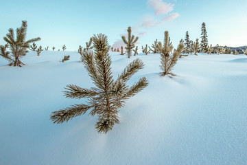 Wide Angle winter snow with Tree