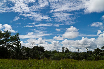 Palm oil Plants and Clouds
