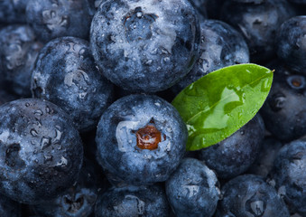 Fresh raw organic blueberries with leaf with morning dew in forest. Macro close up