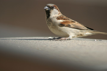 English sparrow standing on grey table, blurred background, he's in right hand top.