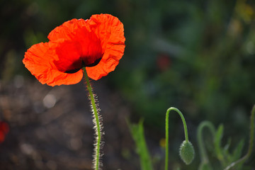 Obraz premium One red poppy in green grass.