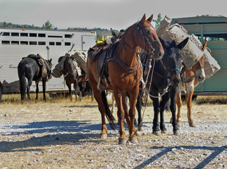 Saddle horses, with loaded pack mules, sunny day