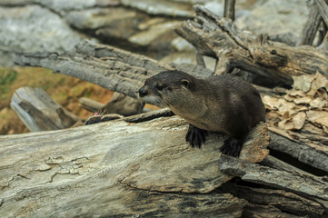Obraz premium River otter, on pile of logs, blurred background, he's looking left.