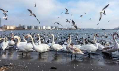 Many wild ducks and swans in the cold winter water of the bay ask people for food. Hungry wild gulls and swans compete for food in the winter in open water. Seabirds winter in the open sea bay