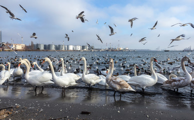 Many wild ducks and swans in the cold winter water of the bay ask people for food. Hungry wild gulls and swans compete for food in the winter in open water. Seabirds winter in the open sea bay