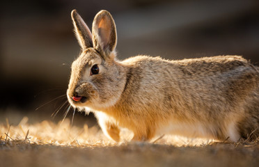 Backlit Cottontail Rabbit