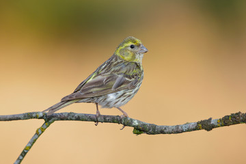 Serin (Serinus serinus) macho en rama cubierta de liquen, León, España, Europa