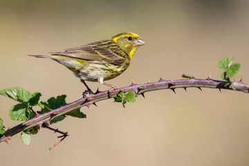 Serin (Serinus serinus) male on branch of blackberry, Le&oacute;n, Spain, Europe