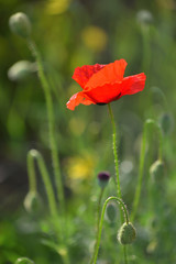 Fototapeta premium One red poppy in green grass.