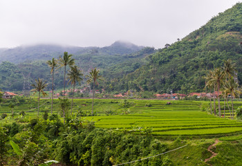 Paddy Field By The Mountain