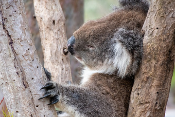 Wild koala bear in Australia sleeping in tree holding himself with his long claws