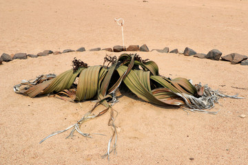 male Welwitschie (Welwitschia mirabilis) - Namibia Africa