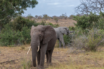 Fototapeta na wymiar Elefant 66