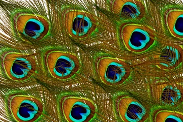 Photo sur Plexiglas Paon beautiful peacock feather texture as background