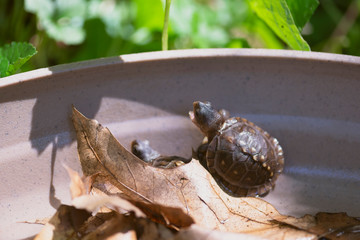 baby three toad box turtles