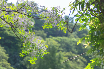 Tree Branches