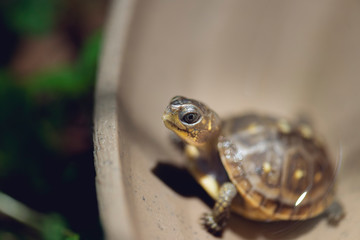 baby three toad box turtles