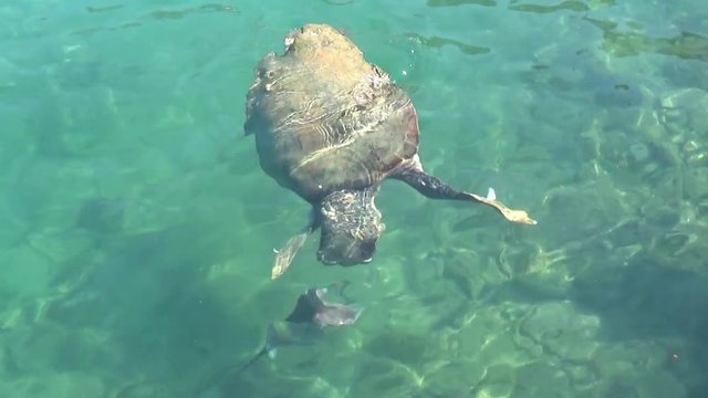 sea turtle swimming in clear waters of kastellorizo