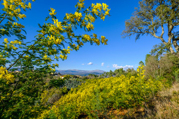 Vue panoramique sur le massif de Tanneron, arbres de mimosa en fleurs, Provence, sud de France.	