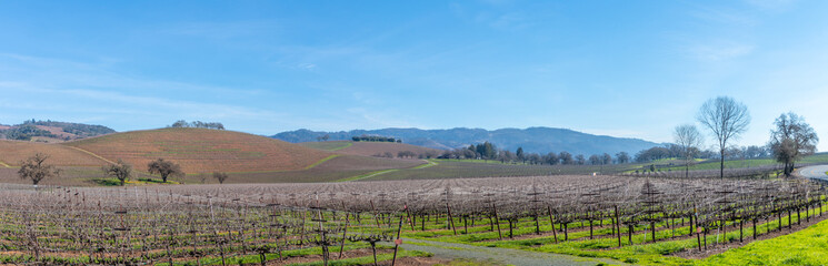Fototapeta na wymiar A winter pano of vineyards in the Sonoma Valley. The vineyard spreads across the picture with hills rise up behind with a blue sky and wispy clouds. Trees are on the outer right edge of this vineyard.