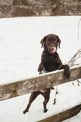 Labrador puppy with a fence