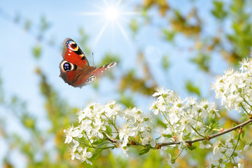 Schmetterling 451