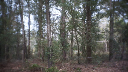 Forest trees