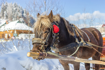 Muzzle horse close-up. Riding rural horse. Rough brown suit. Horse cart. Leather Stirrups. Winter fun. Riding and on the cart. Rustic transport. Livestock in the village.