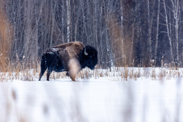 Plains Bison in Winter Landscape