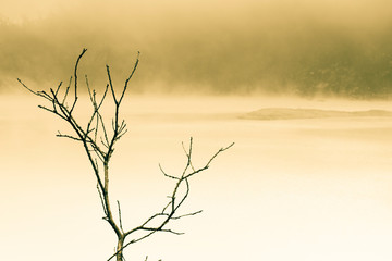 Fogy Lake and Tree Branch Splitted tone