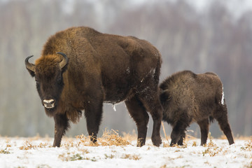 European bison - Bison bonasus in the Knyszyn Forest (Poland)