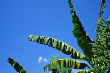 Tropical foliage against a clear blue sky in the Philippines