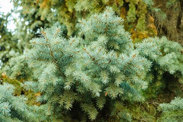spruce branch coniferous decoration evergreen. decorative.