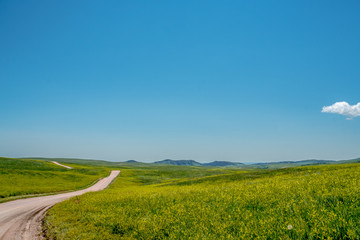Donkeys Along the road at Custer State Park