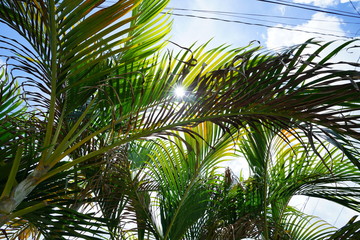 Sun star through palm tree branches in rural Philippines