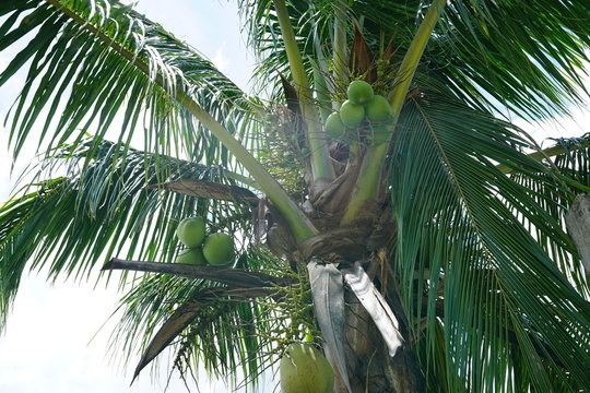 Coconut tree growing in Bacolod City, Philippines