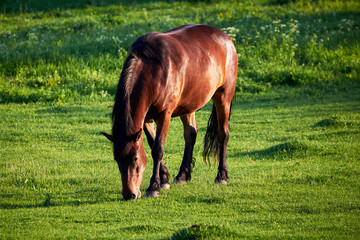 Obraz premium Beautiful horse eating fresh grass