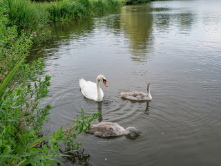 Swan and two cignets swimming in the summer lake.