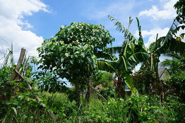 Lush tropical foliage in rural Philippines