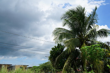 Fototapeta na wymiar Lush tropical foliage in rural Philippines