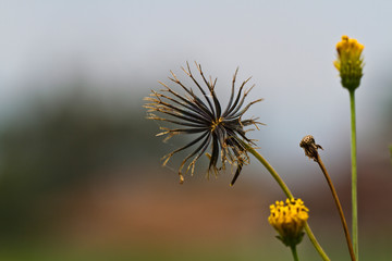 Fototapeta premium Yellow Flower in the Field