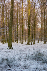 Beech forest with snow on the ground