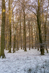 Fototapeta premium Beech forest with snow on the ground