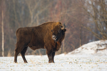 European bison - Bison bonasus in the Knyszyn Forest (Poland)