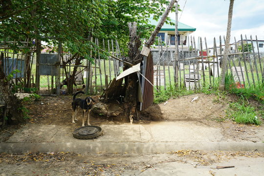 Neighborhood view with a dog in the Philippines