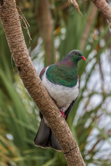 bird on a branch