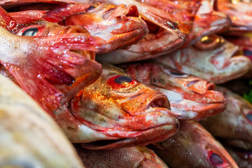 fish for sale on the market