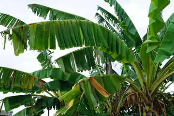 Obraz premium Lush tropical foliage in the Philippines