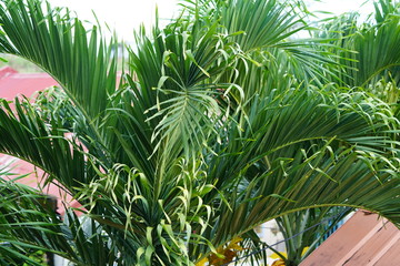 Obraz na płótnie Canvas Close up of tropical plant branches in Bacolod City, Philippines